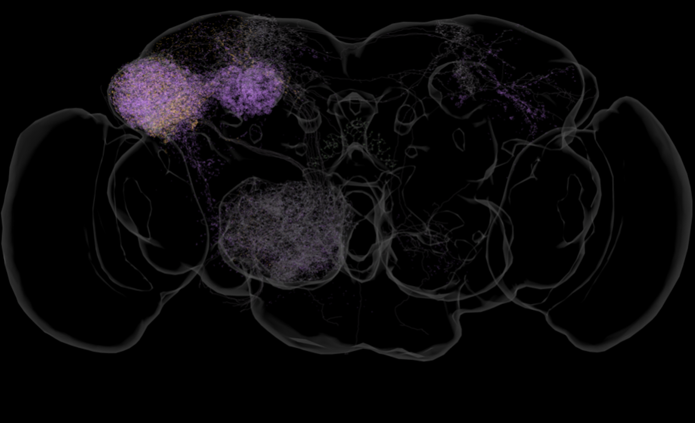 Neurotransmitters in the brain